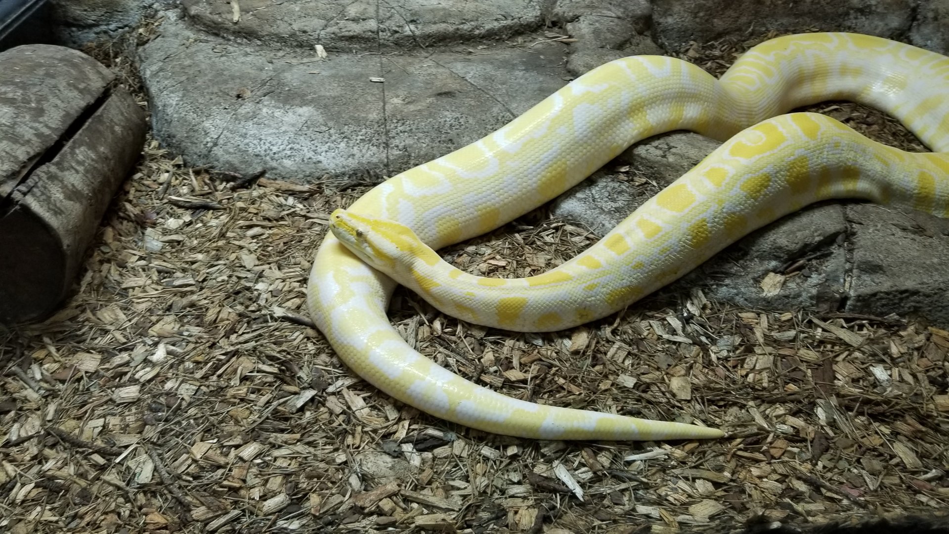 Rainforest Adventures - Burmese Python