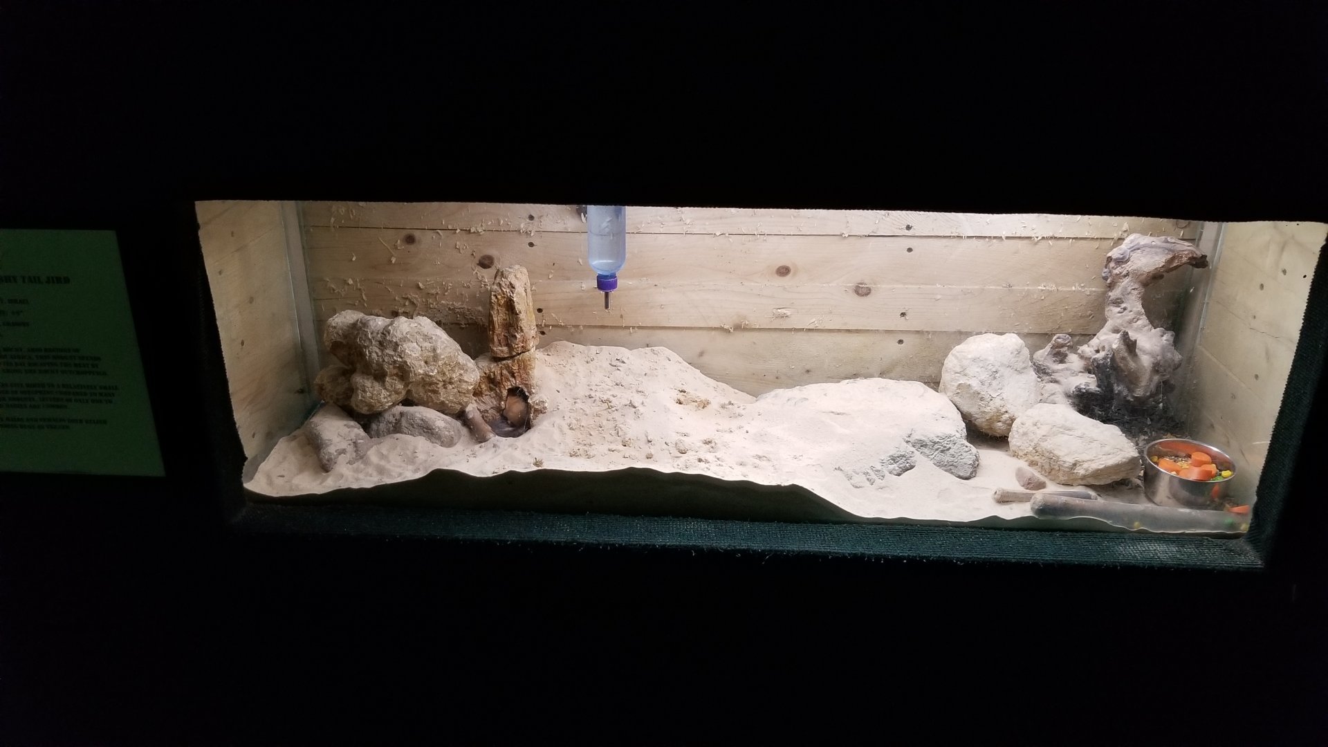 Rainforest Adventures - Bushy-tailed Jird