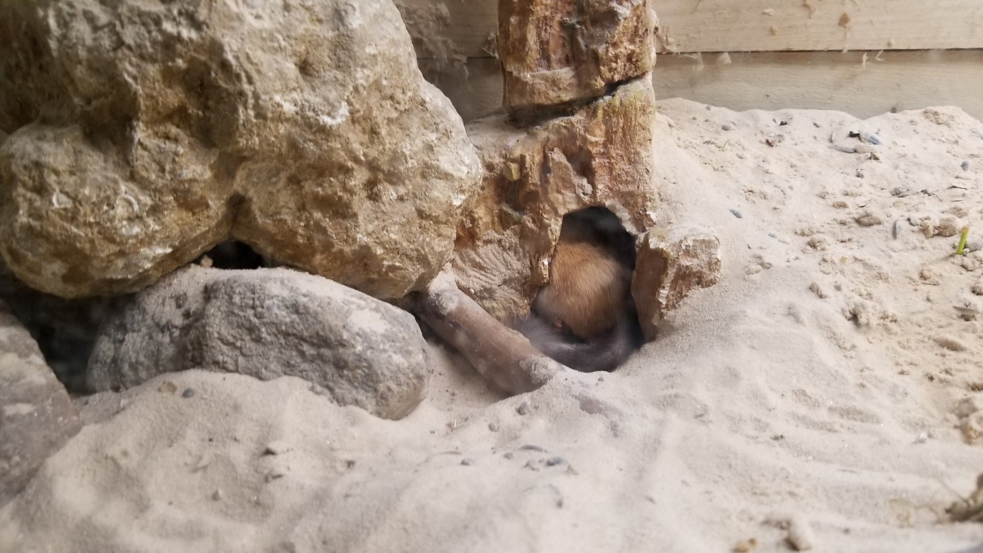 Rainforest Adventures - Bushy-tailed Jird