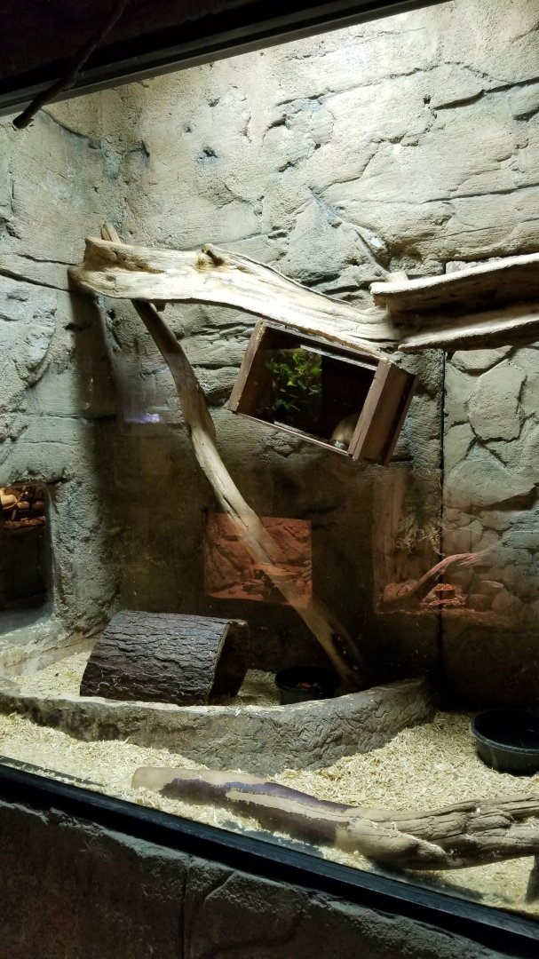 Rainforest Adventures - Cacomistle exhibit