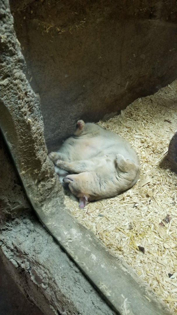 Rainforest Adventures - Cacomistle