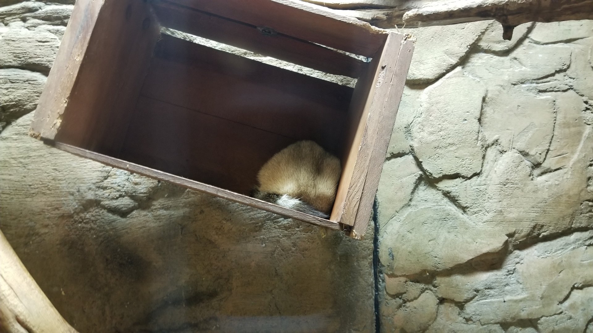 Rainforest Adventures - Cacomistle