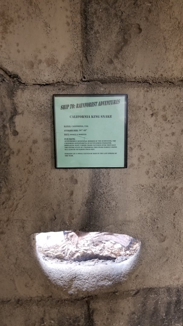 Rainforest Adventures - California Kingsnake