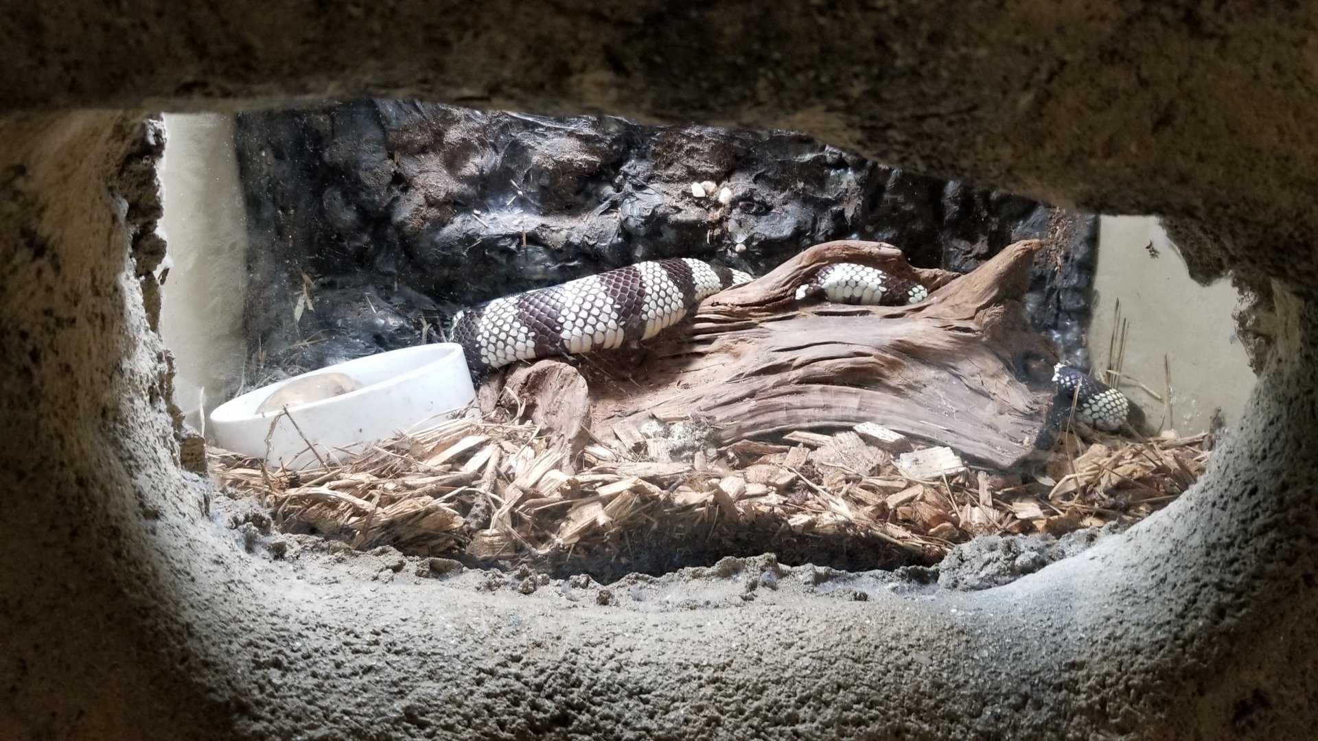 Rainforest Adventures - California Kingsnake