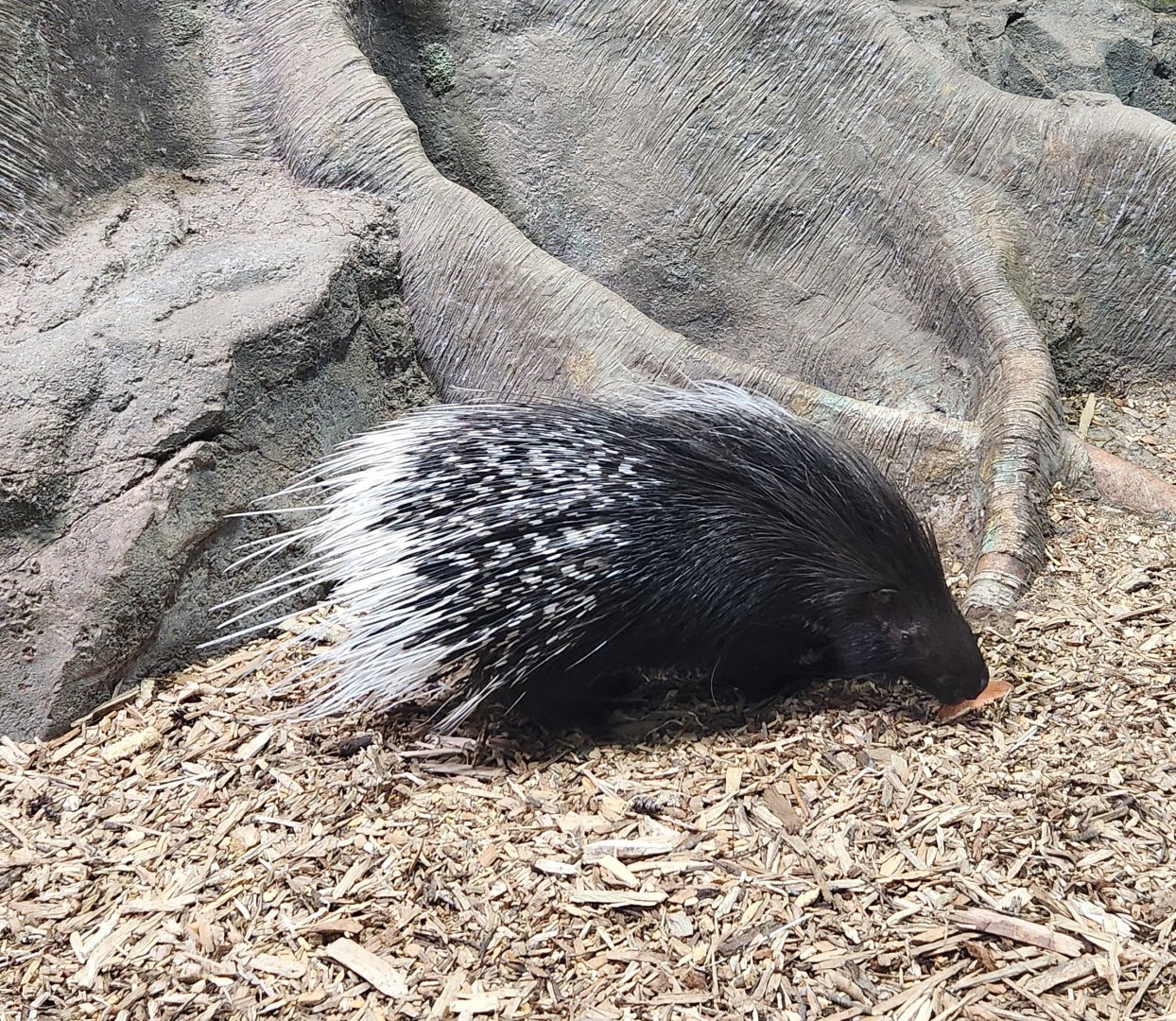 Rainforest Adventures - Cape Porcupine