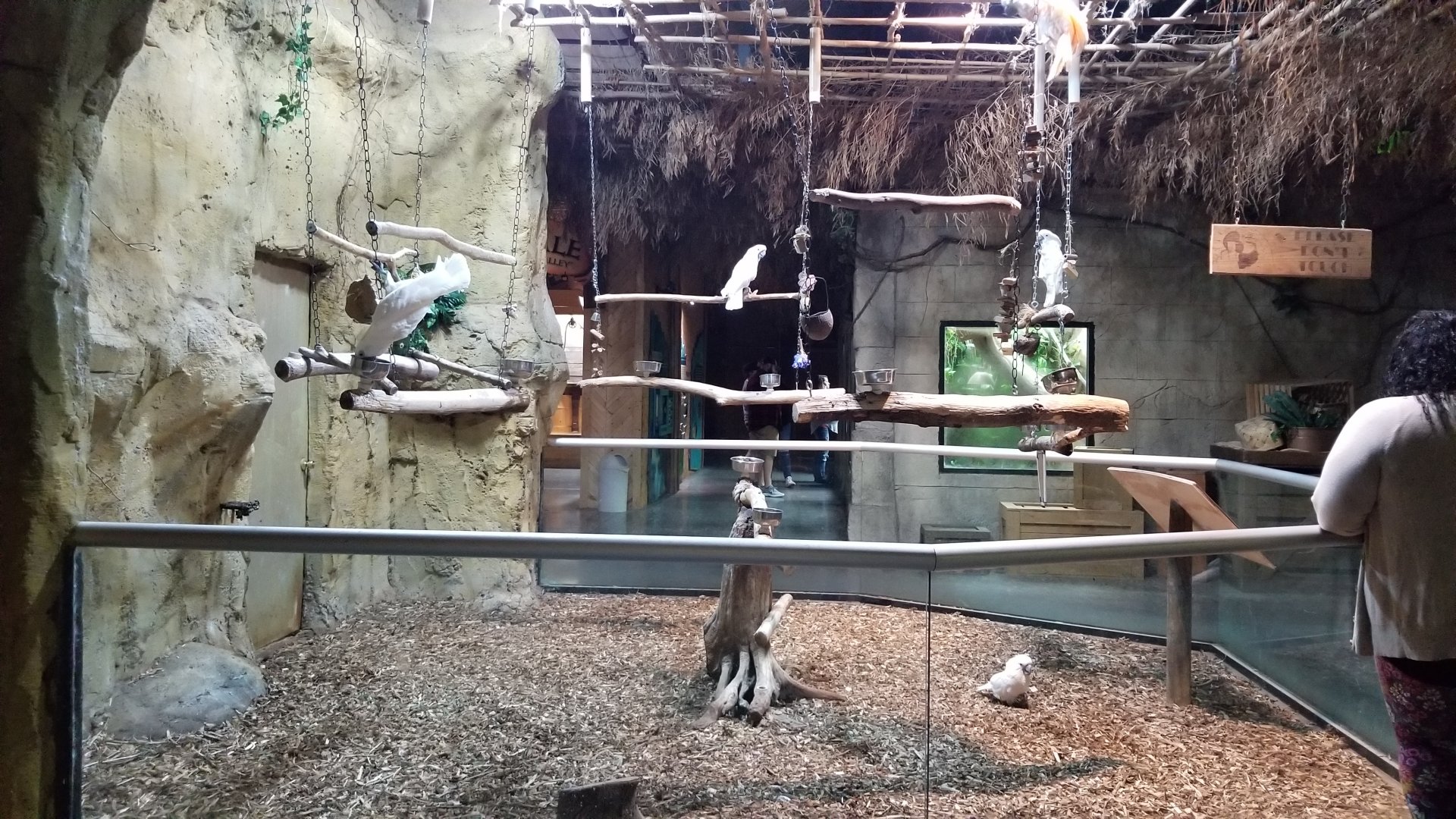 Rainforest Adventures - Cockatoo area