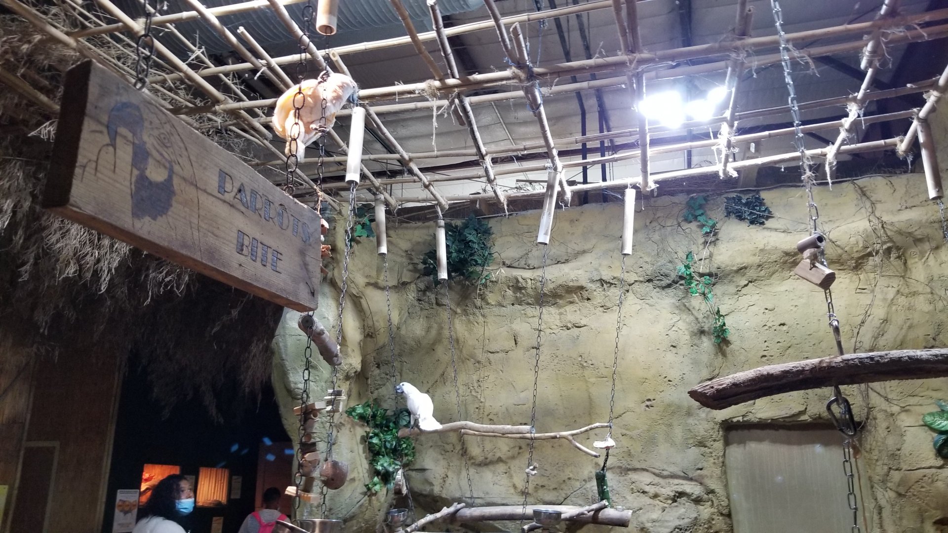 Rainforest Adventures - Cockatoos