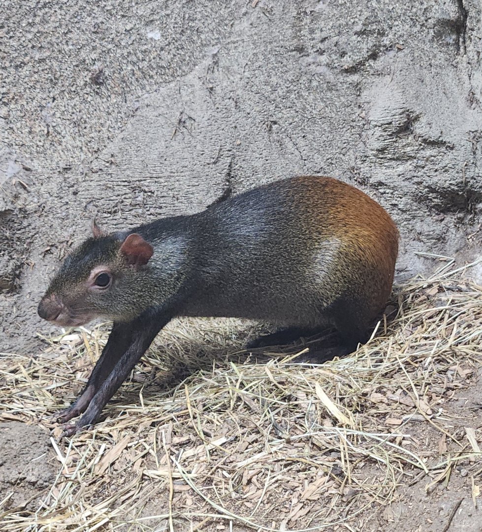 Rainforest Adventures - Common Agouti