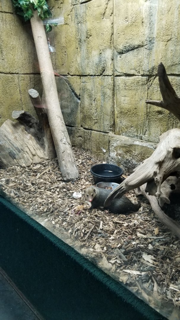 Rainforest Adventures - Common Cusimanse