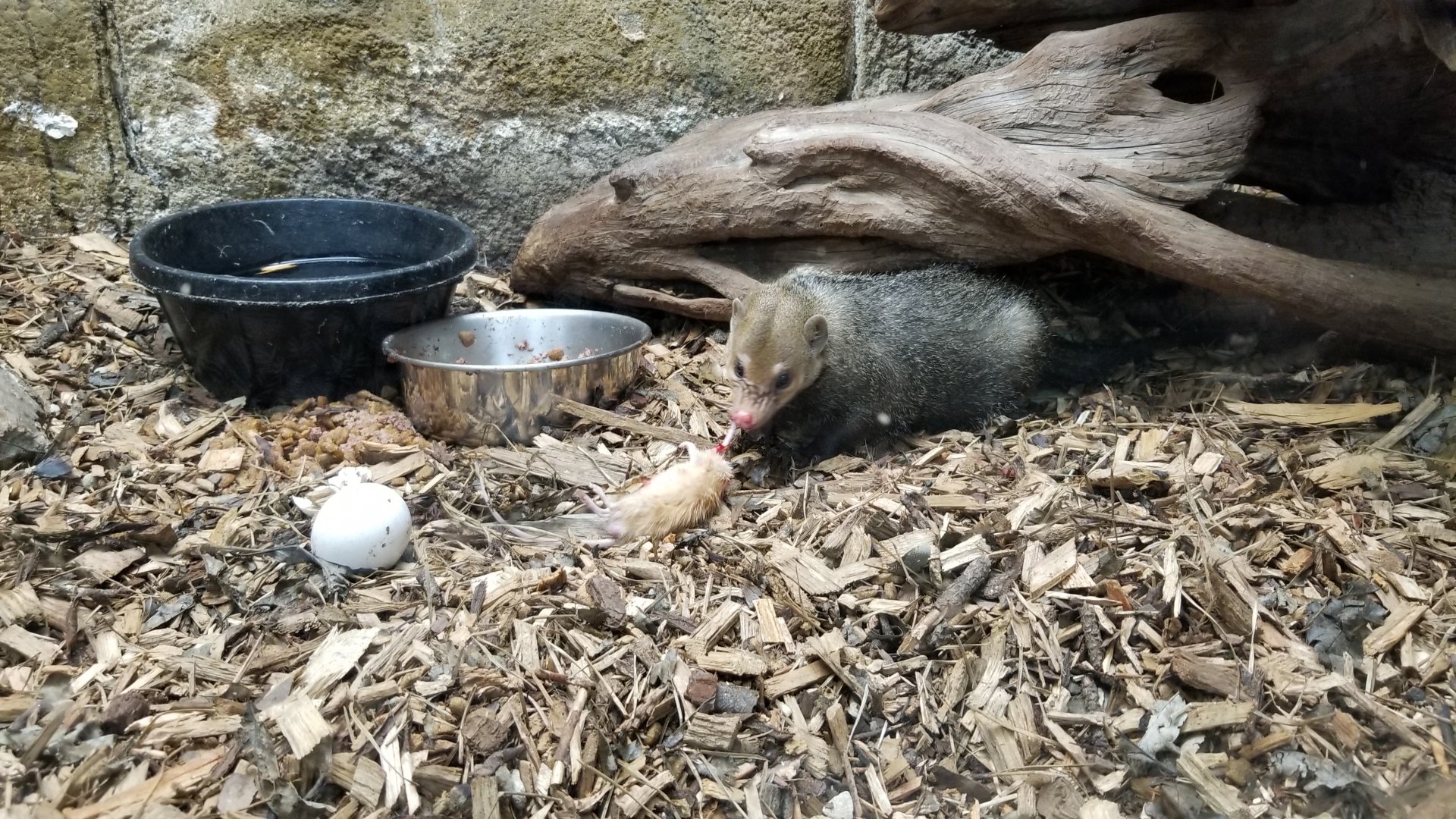 Rainforest Adventures - Common Cusimanse