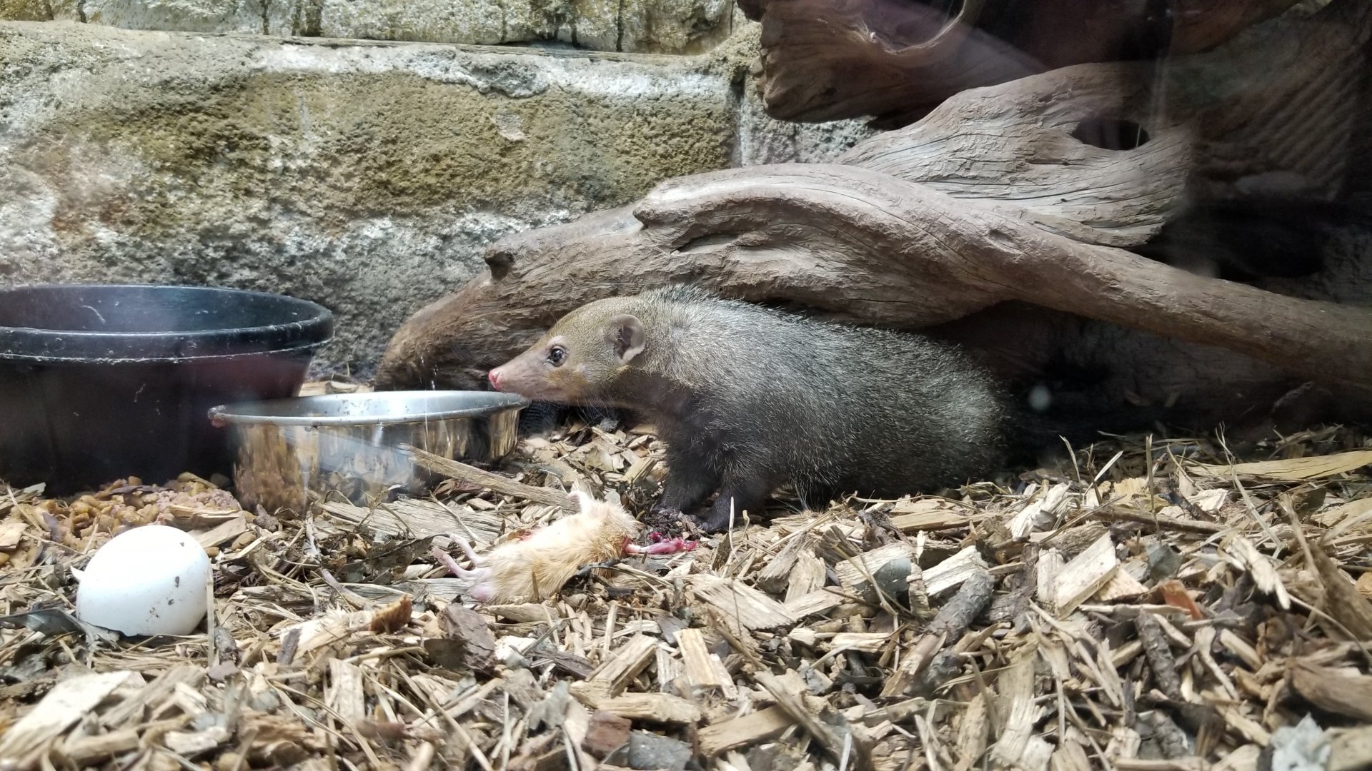 Rainforest Adventures - Common Cusimanse