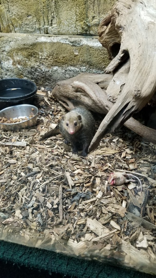 Rainforest Adventures - Common Cusimanse