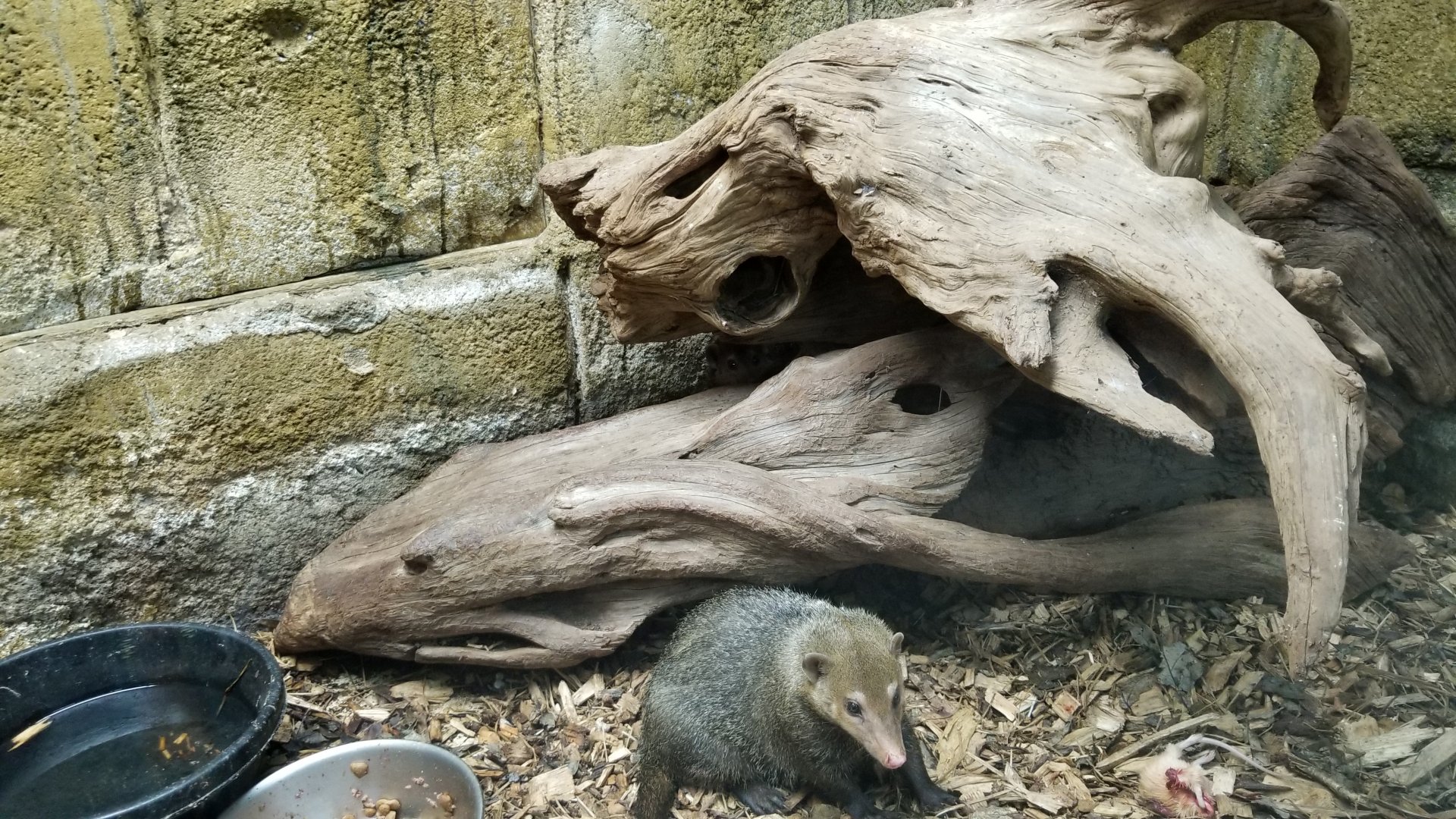 Rainforest Adventures - Common Cusimanse