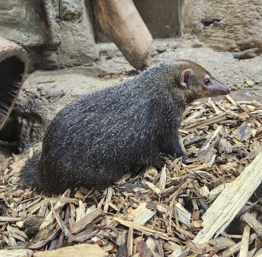 Rainforest Adventures - Common Kusimanse