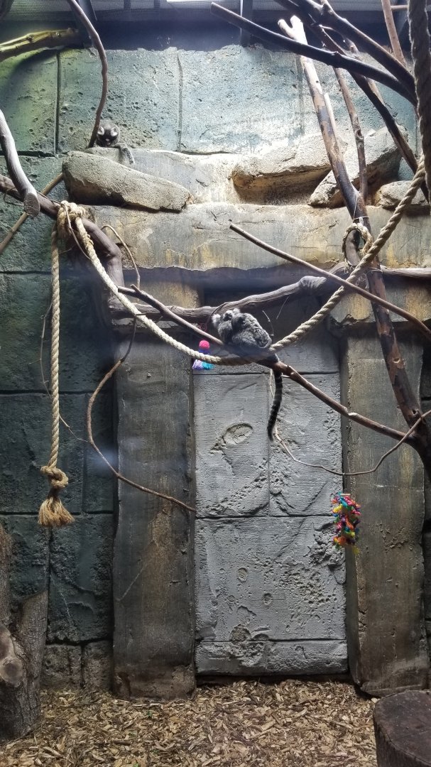 Rainforest Adventures - Common Marmoset with young baby on back