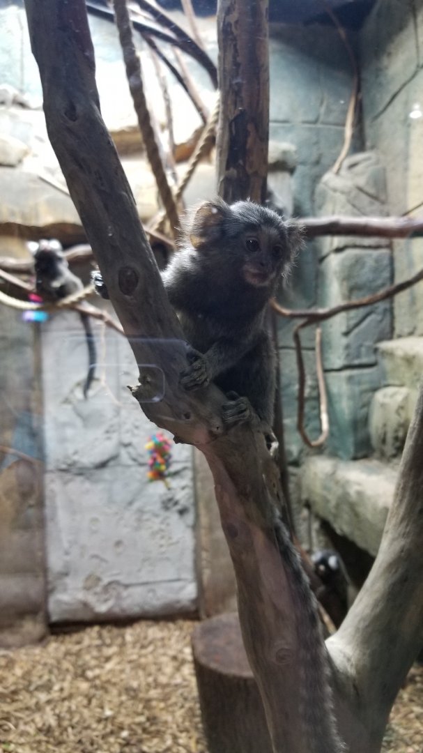 Rainforest Adventures - Common Marmoset