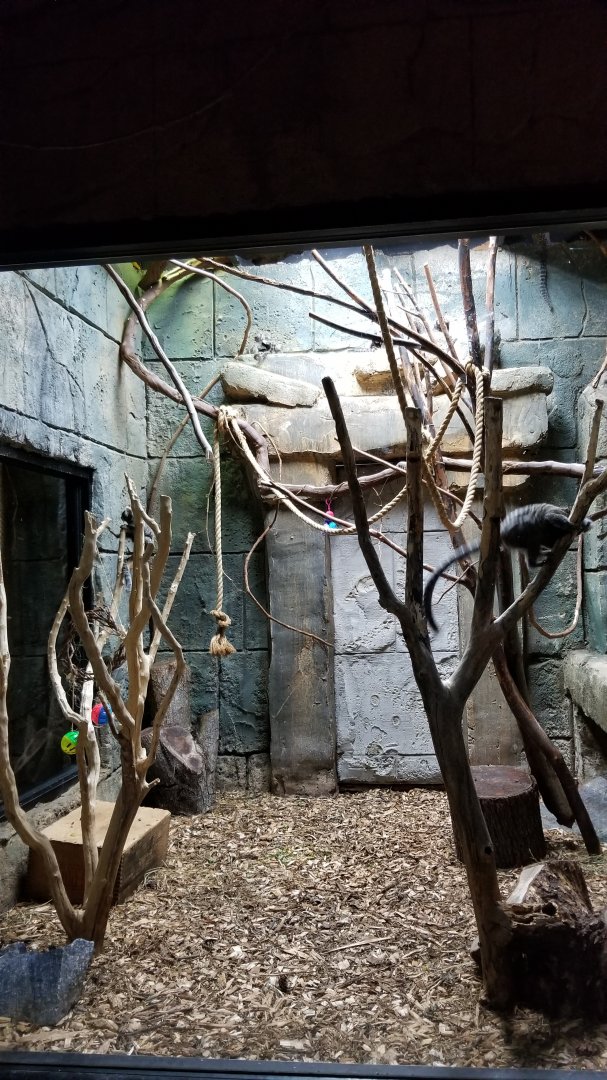 Rainforest Adventures - Common Marmosets