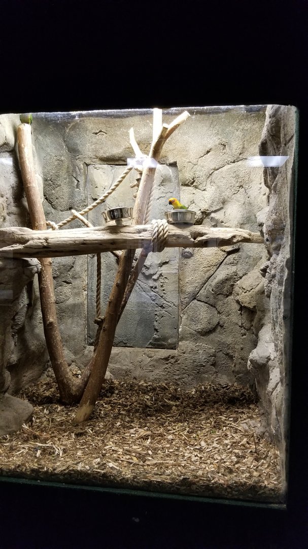 Rainforest Adventures - Conures