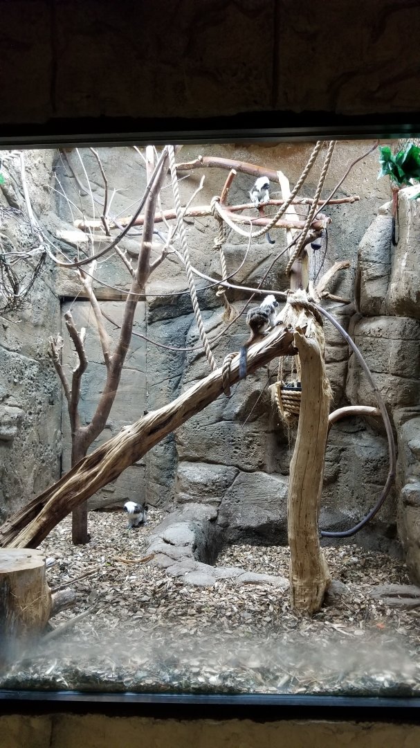 Rainforest Adventures - Cotton-top Tamarin