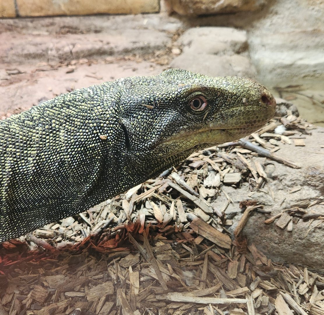 Rainforest Adventures - Crocodile Monitor
