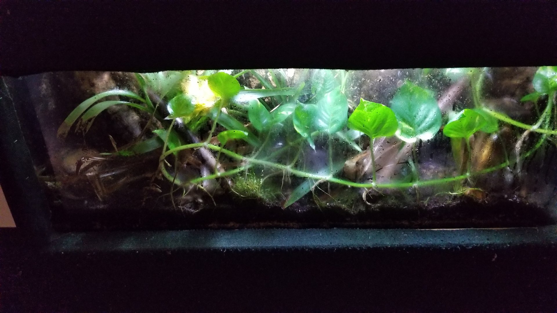 Rainforest Adventures - Dart Frogs