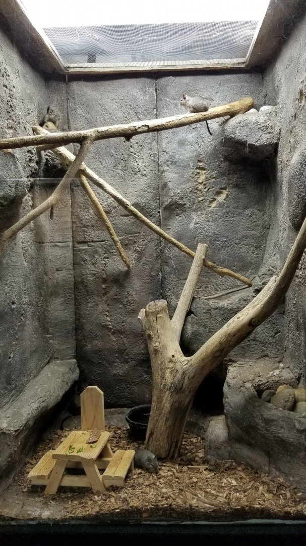 Rainforest Adventures - Degu