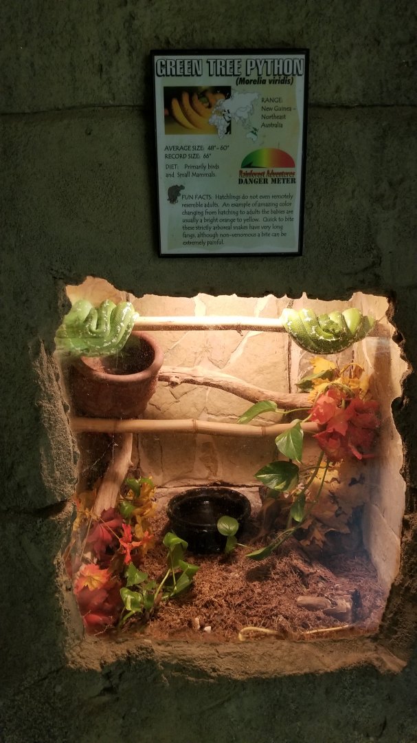 Rainforest Adventures - Emerald Tree Boa, signed as Green Tree Python