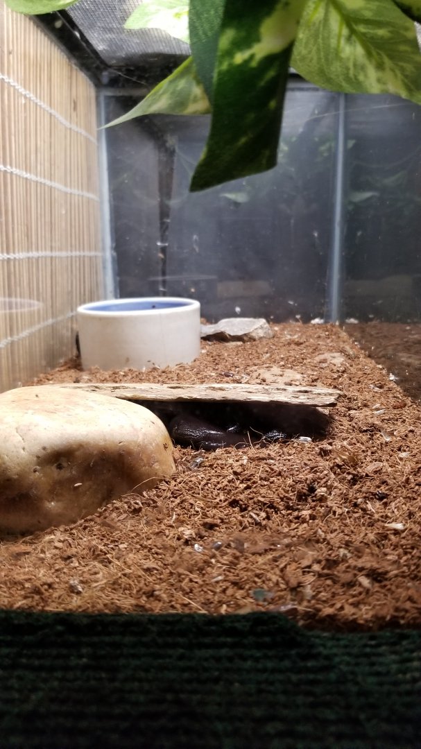 Rainforest Adventures - Emperor Scorpion