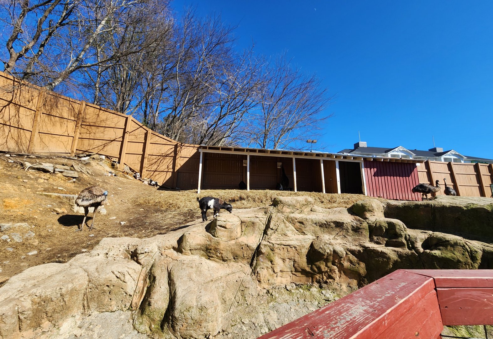 Rainforest Adventures - Emu/goat yard