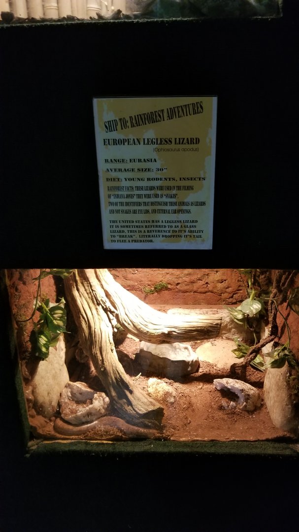 Rainforest Adventures - European Legless Lizard