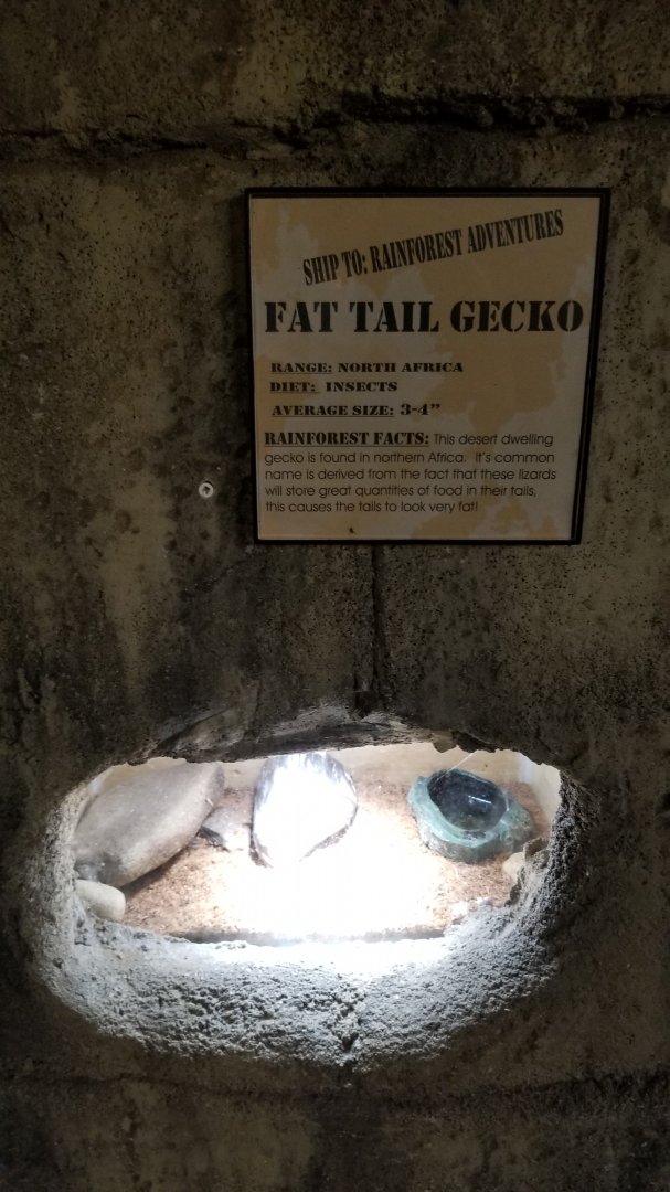 Rainforest Adventures - Fat Tail Gecko