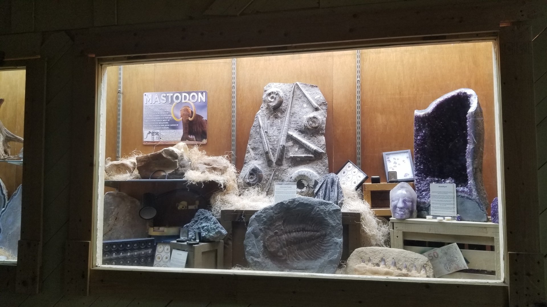 Rainforest Adventures - Fossils