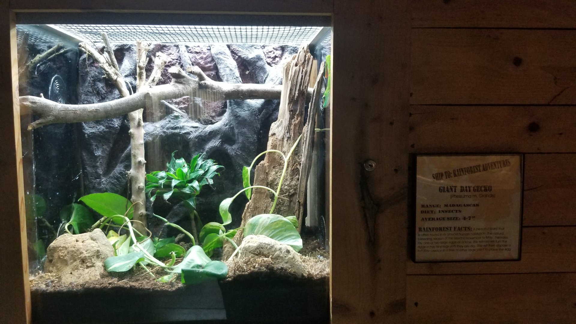 Rainforest Adventures - Giant Day Gecko