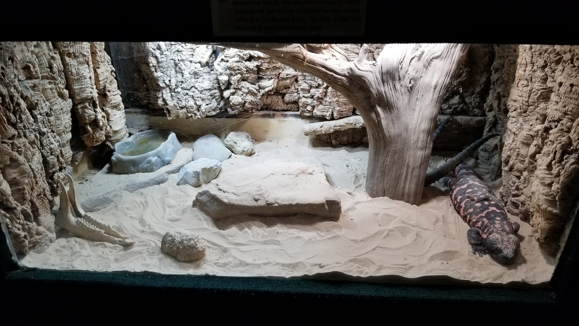 Rainforest Adventures - Gila Monster