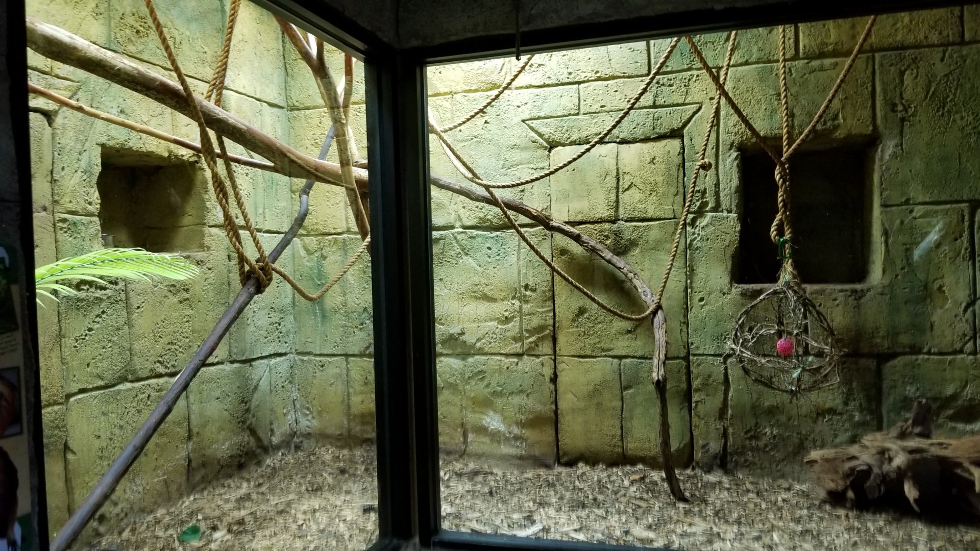 Rainforest Adventures - Golden-headed Lion Tamarin exhibit