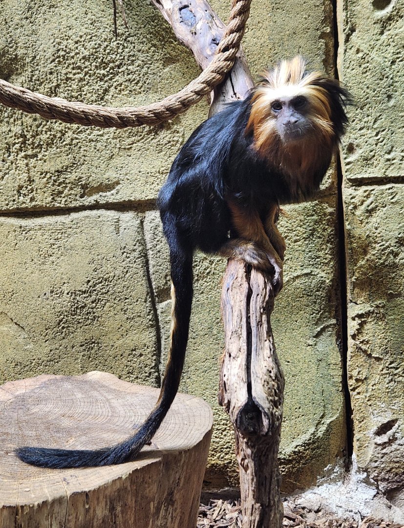 Rainforest Adventures - Golden-headed Lion Tamarin