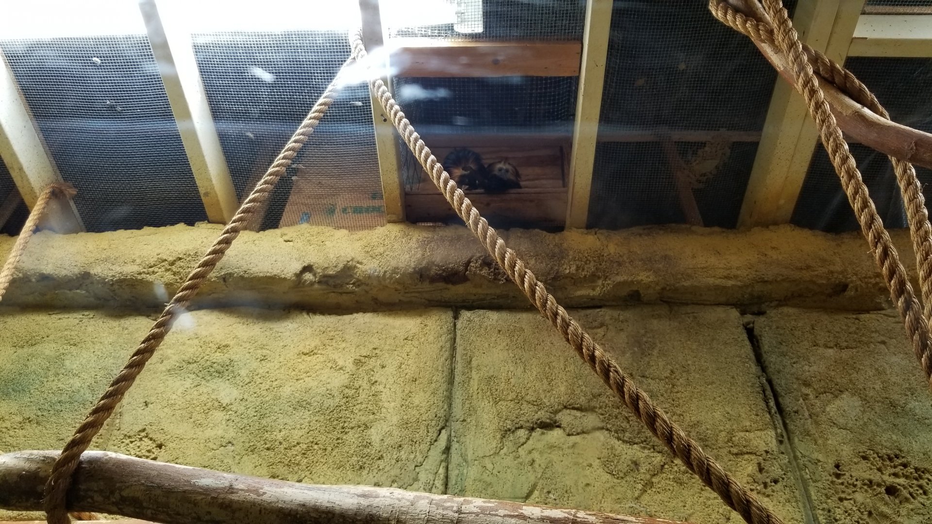 Rainforest Adventures - Golden-headed Lion Tamarins