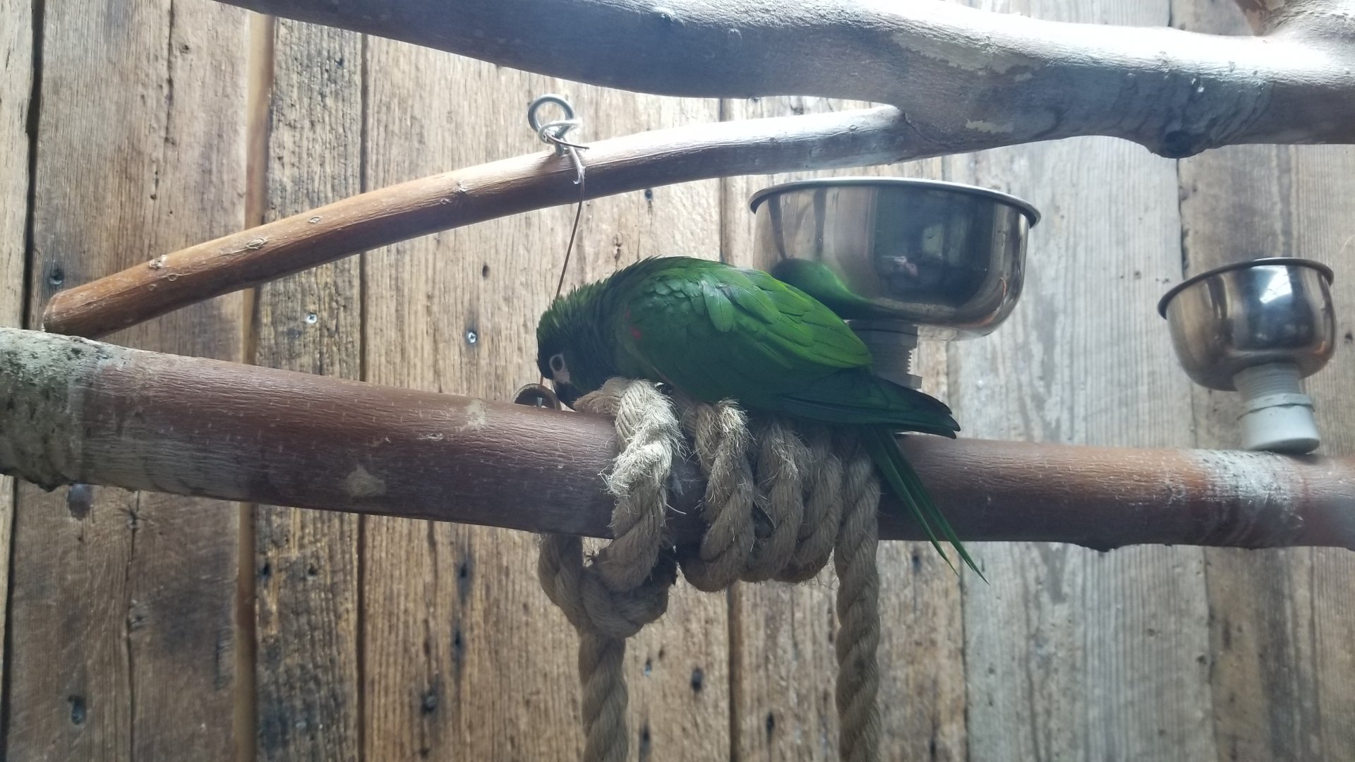 Rainforest Adventures - Hahn's Macaw