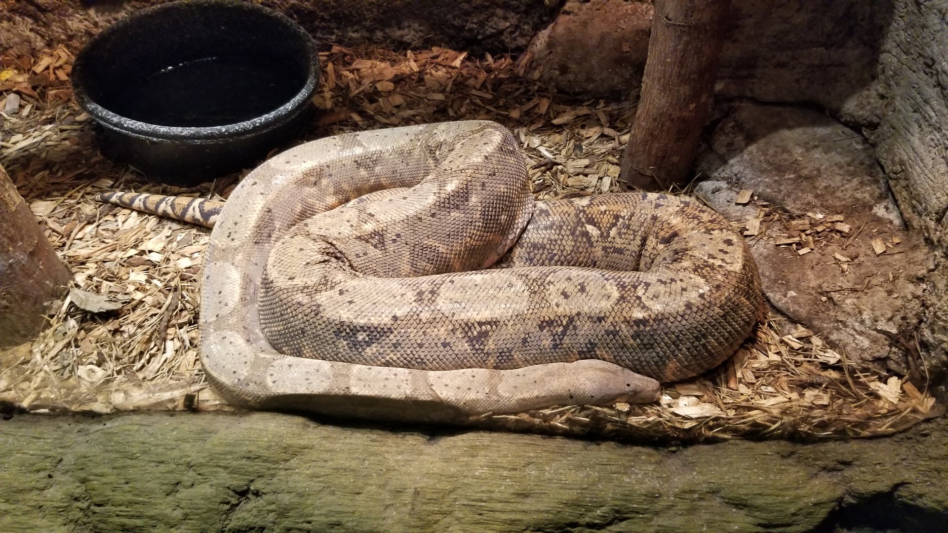 Rainforest Adventures - Hog Island Boa