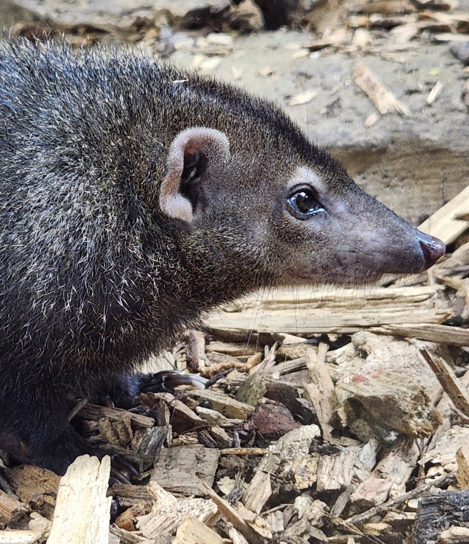 Rainforest Adventures - Kusimanse closeup