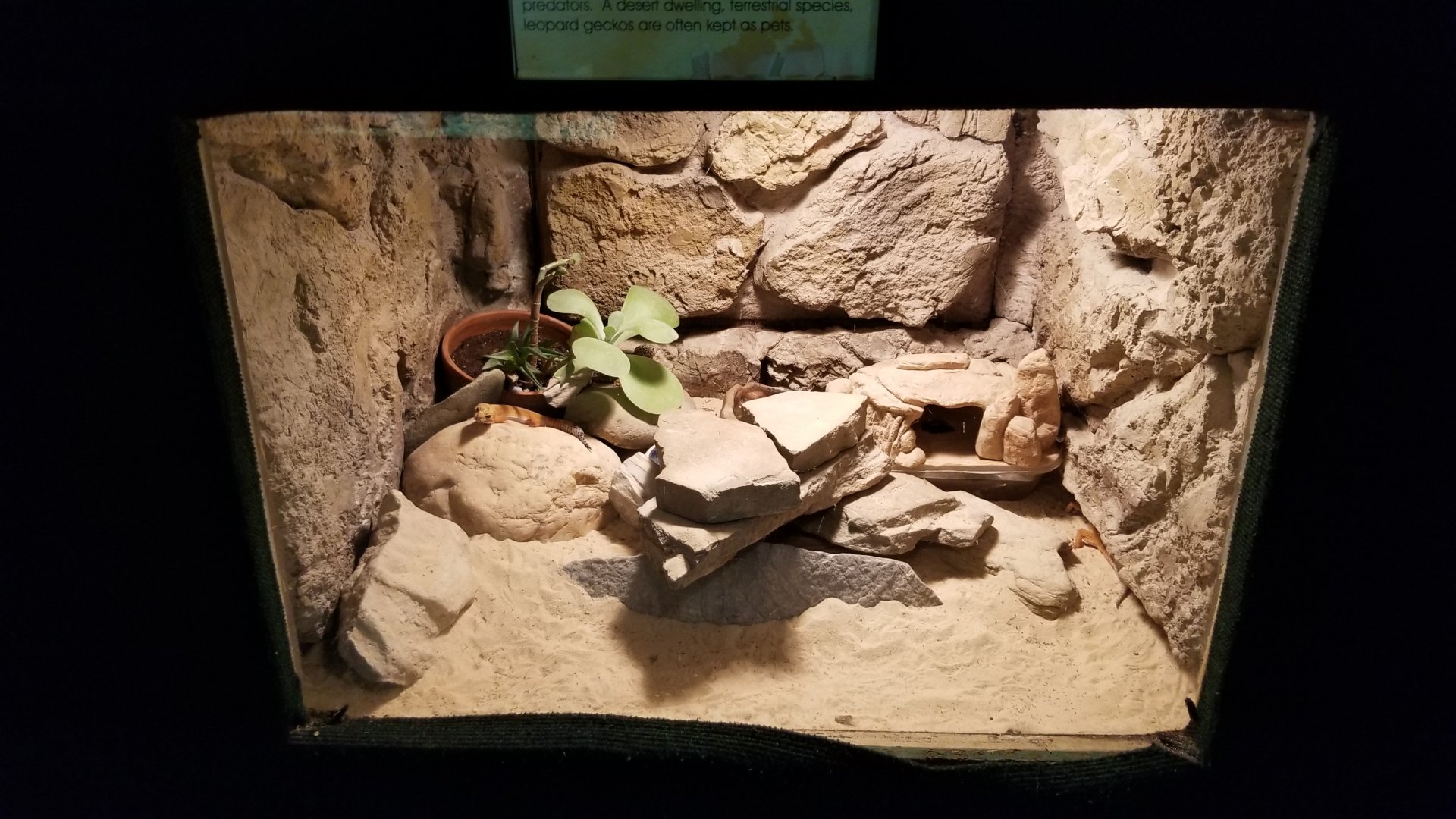 Rainforest Adventures - Leopard Gecko