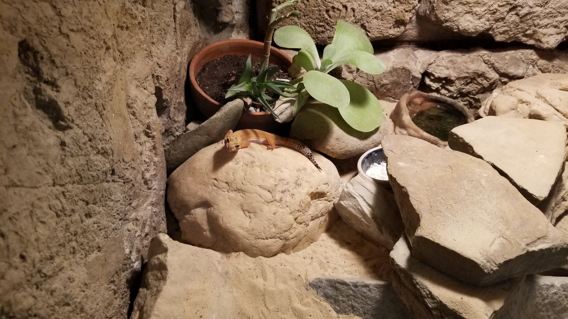 Rainforest Adventures - Leopard Gecko