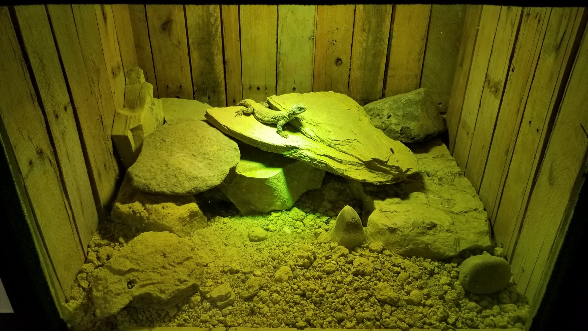 Rainforest Adventures - Mali uromastyx
