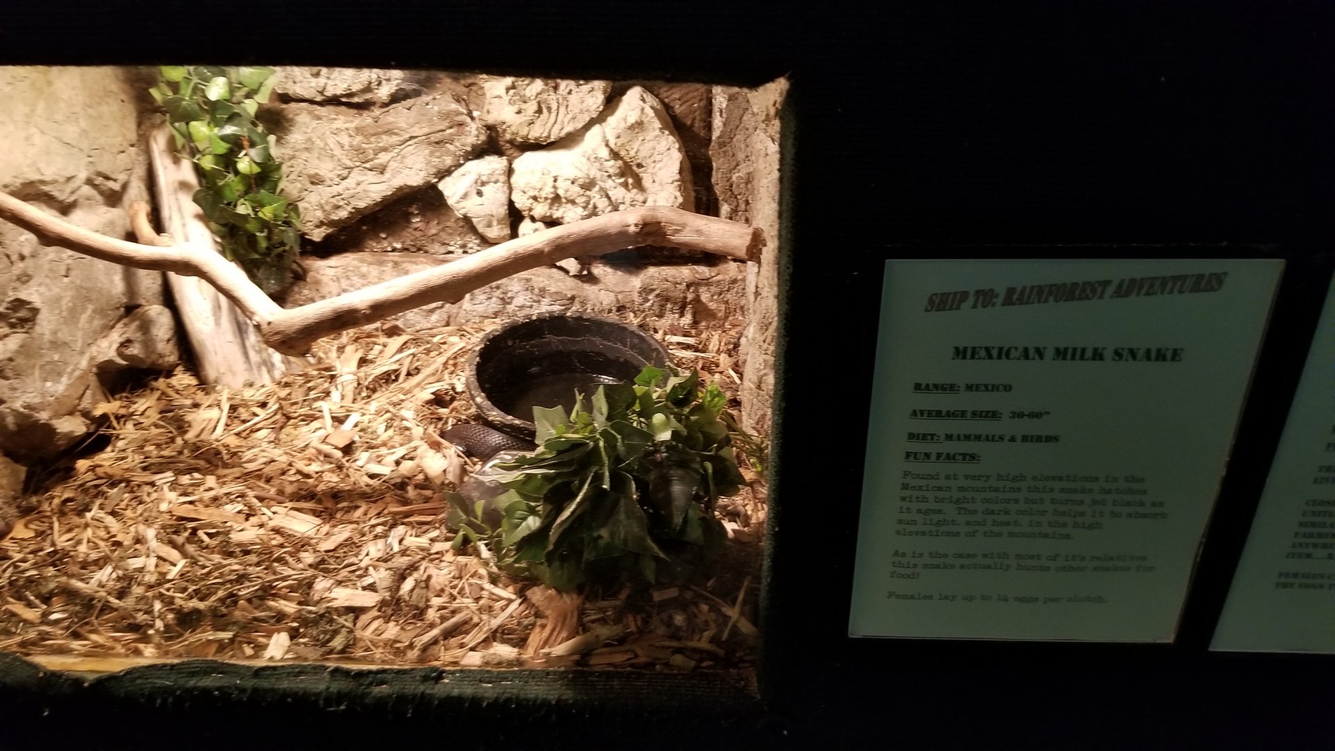 Rainforest Adventures - Mexican Milk Snake
