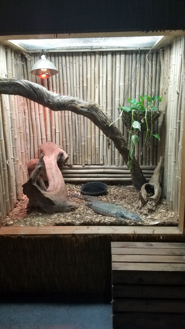 Rainforest Adventures - Nile Monitor