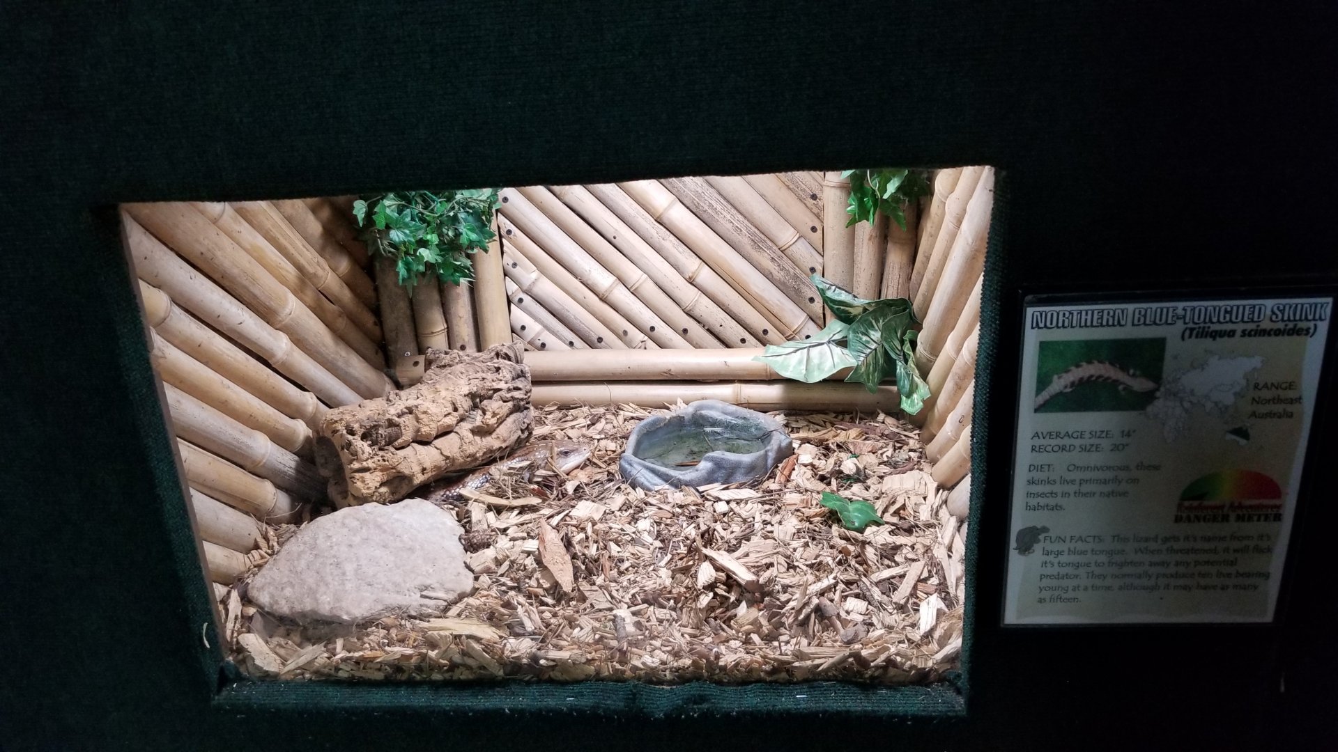 Rainforest Adventures - Northern Blue-tongue Skink