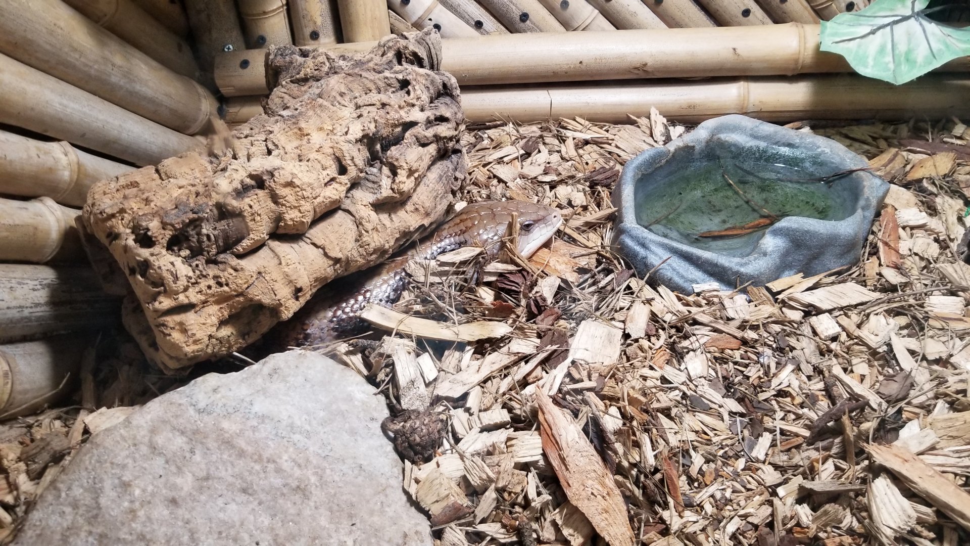 Rainforest Adventures - Northern Blue-tongue Skink