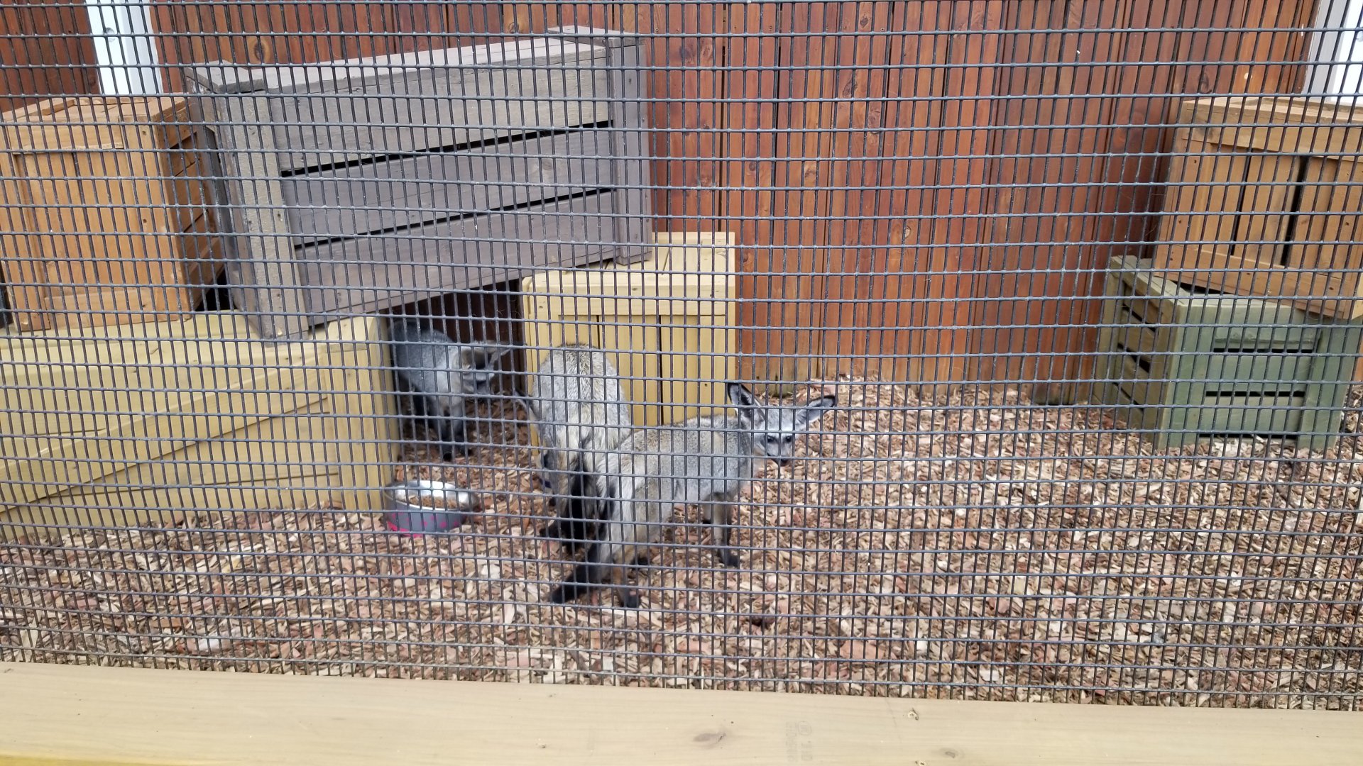 Rainforest Adventures - Outside - Bat-eared Fox mom and kits, born in May