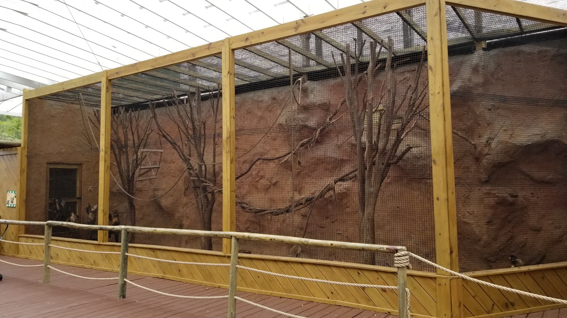 Rainforest Adventures - Outside - Black-cap Capuchins