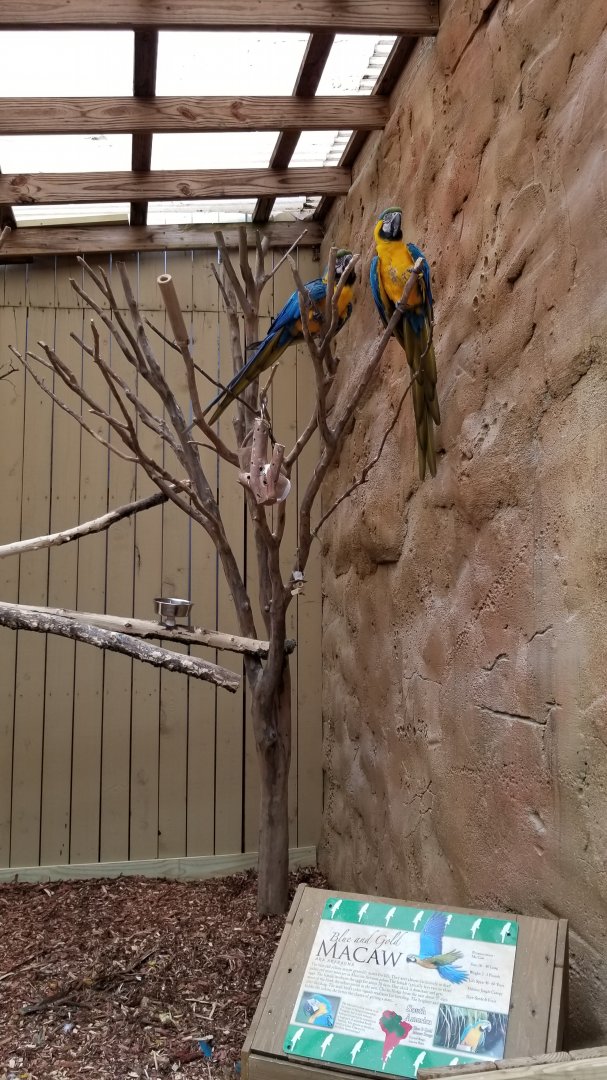 Rainforest Adventures - Outside - Blue & Gold Macaws